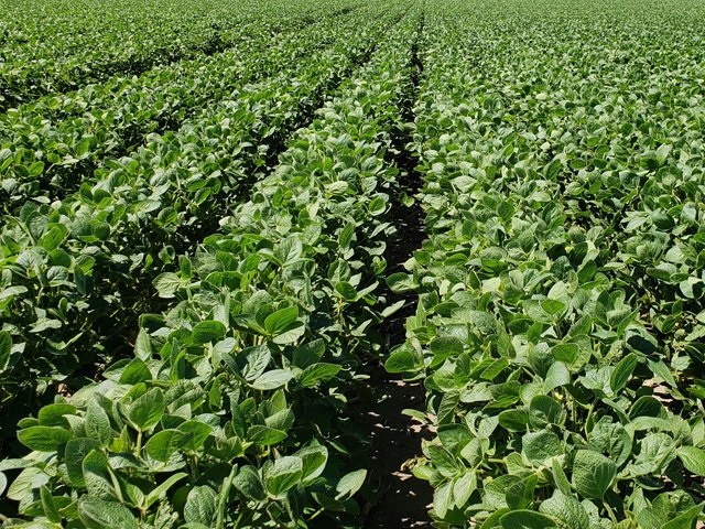 soybean_field